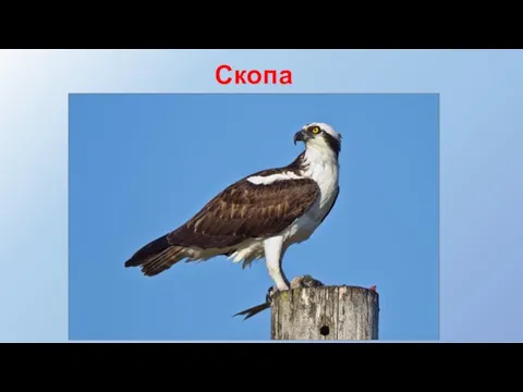 Скопа