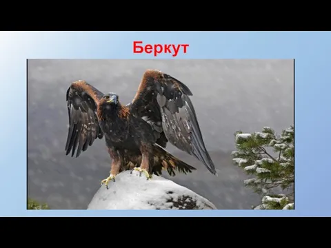 Беркут