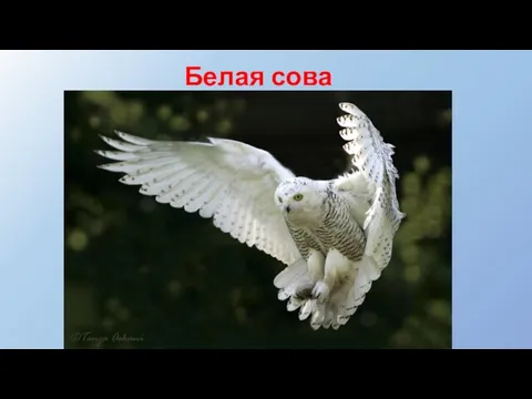 Белая сова