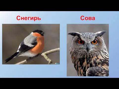 Снегирь Сова