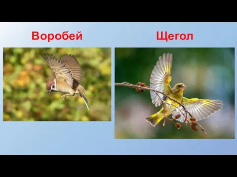 Воробей Щегол