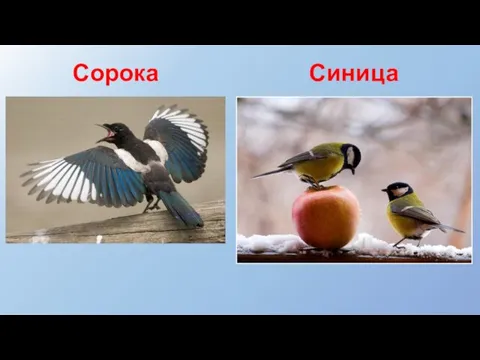 Сорока Синица