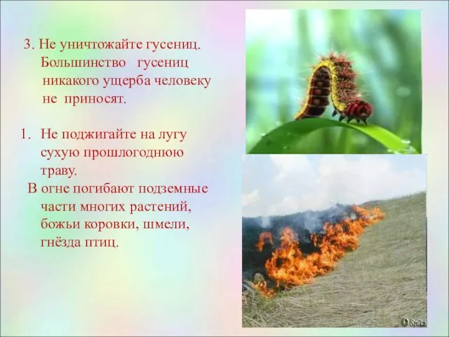 3. Не уничтожайте гусениц. Большинство гусениц никакого ущерба человеку не