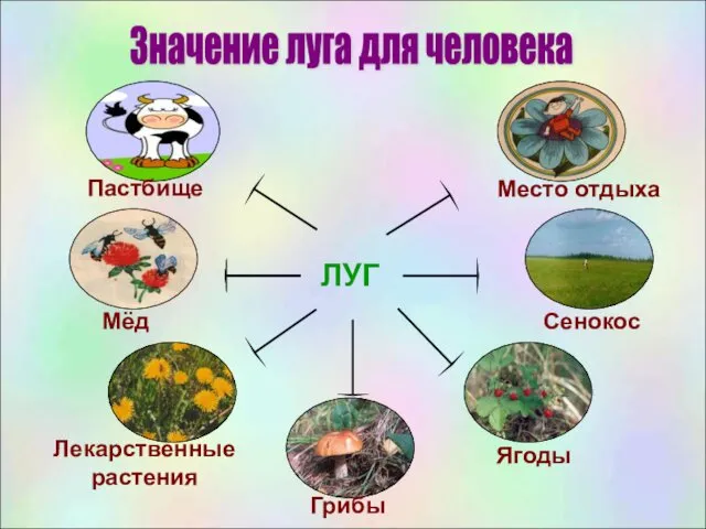 Значение луга для человека ЛУГ Пастбище Мёд Лекарственные растения Грибы Ягоды Сенокос Место отдыха