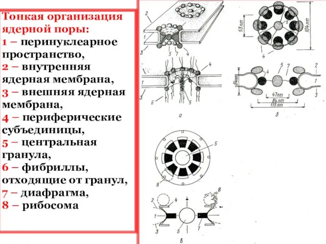 Тонкая организация ядерной поры: 1 – перинуклеарное пространство, 2 –