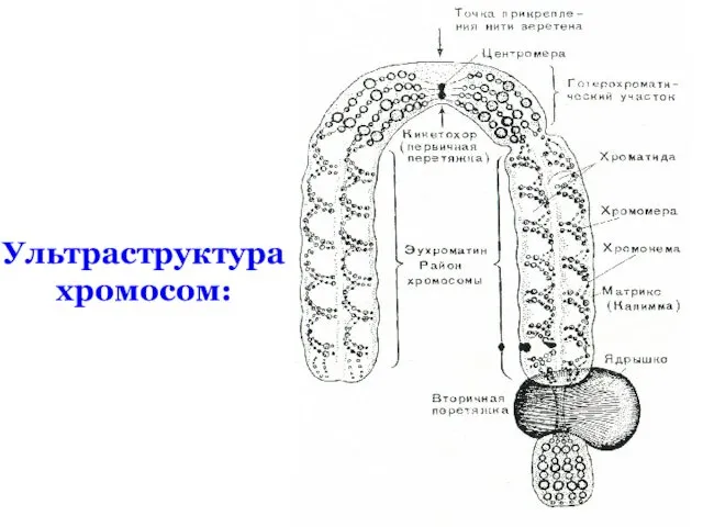 Ультраструктура хромосом: