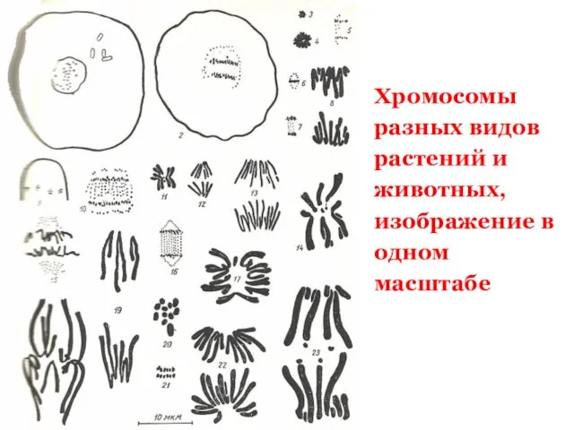 Хромосомы разных видов растений и животных, изображение в одном масштабе