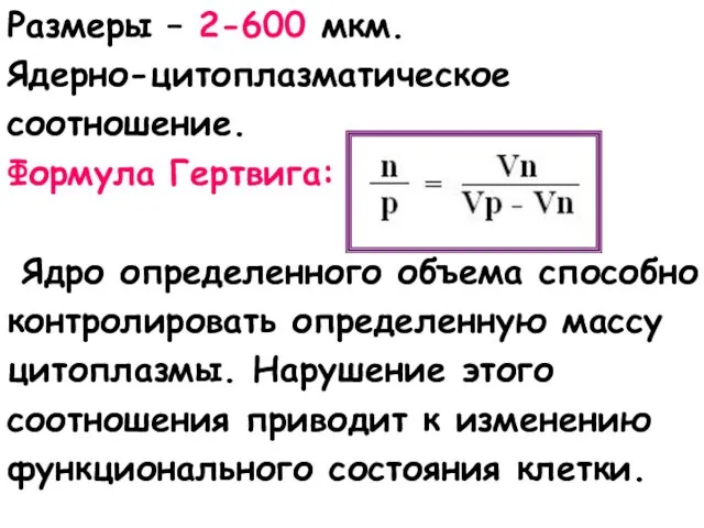 Размеры – 2-600 мкм. Ядерно-цитоплазматическое соотношение. Формула Гертвига: Ядро определенного