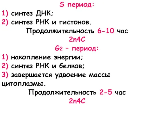 S период: 1) синтез ДНК; 2) синтез РНК и гистонов.