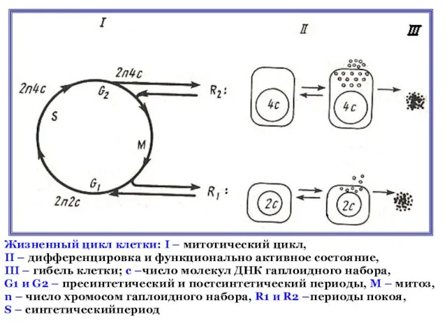 Жизненный цикл клетки: I – митотический цикл, II – дифференцировка