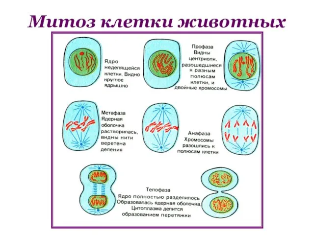 Митоз клетки животных