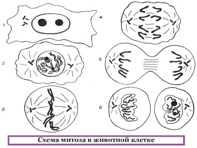 Схема митоза в животной клетке