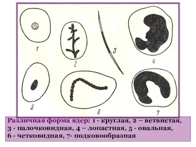 Различная форма ядер: 1 - круглая, 2 – ветвистая, 3