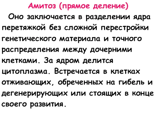 Амитоз (прямое деление) Оно заключается в разделении ядра перетяжкой без