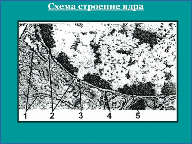 Схема строение ядра