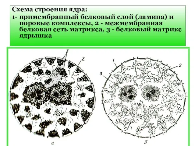 Схема строения ядра: 1- примембранный белковый слой (ламина) и поровые