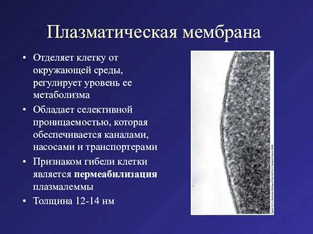 Плазматическая мембрана Отделяет клетку от окружающей среды, регулирует уровень ее