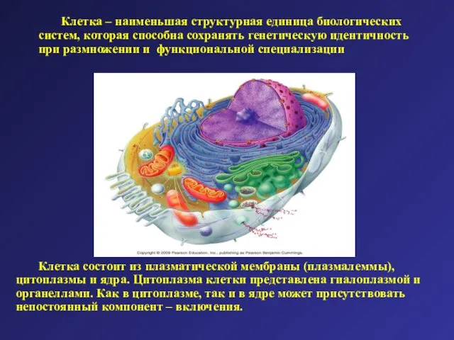 Клетка состоит из плазматической мембраны (плазмалеммы), цитоплазмы и ядра. Цитоплазма