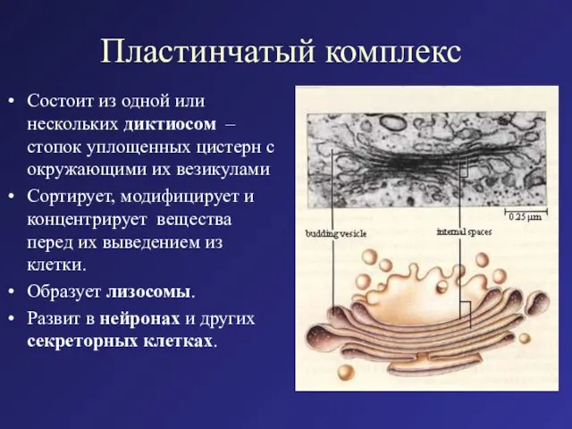 Пластинчатый комплекс Состоит из одной или нескольких диктиосом – стопок