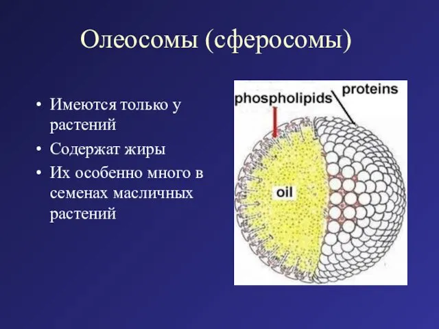 Олеосомы (сферосомы) Имеются только у растений Содержат жиры Их особенно много в семенах масличных растений