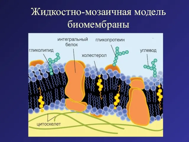 Жидкостно-мозаичная модель биомембраны