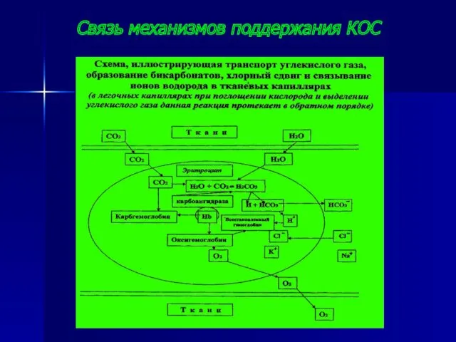 Связь механизмов поддержания КОС