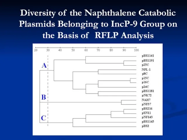 Diversity of the Naphthalene Catabolic Plasmids Belonging to IncP-9 Group on the Basis of RFLP Analysis