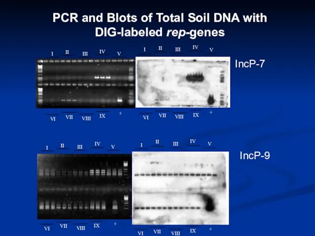 PCR and Blots of Total Soil DNA with DIG-labeled rep-genes IncP-7 IncP-9