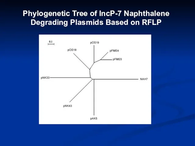 Phylogenetic Tree of IncP-7 Naphthalene Degrading Plasmids Based on RFLP