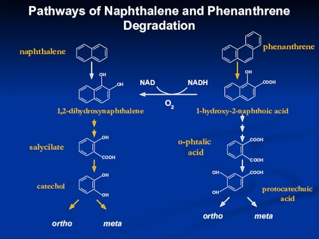 Pathways of Naphthalene and Phenanthrene Degradation naphthalene phenanthrene 1,2-dihydroxynaphthalene 1-hydroxy-2-naphthoic
