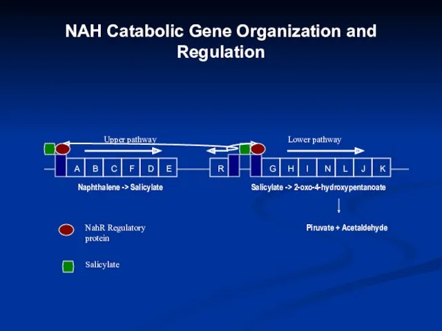NAH Catabolic Gene Organization and Regulation A B C F