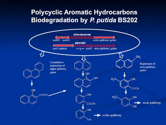 Polycyclic Aromatic Hydrocarbons Biodegradation by P. putida BS202 meta-pathway