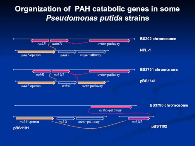 Organization of PAH catabolic genes in some Pseudomonas putida strains