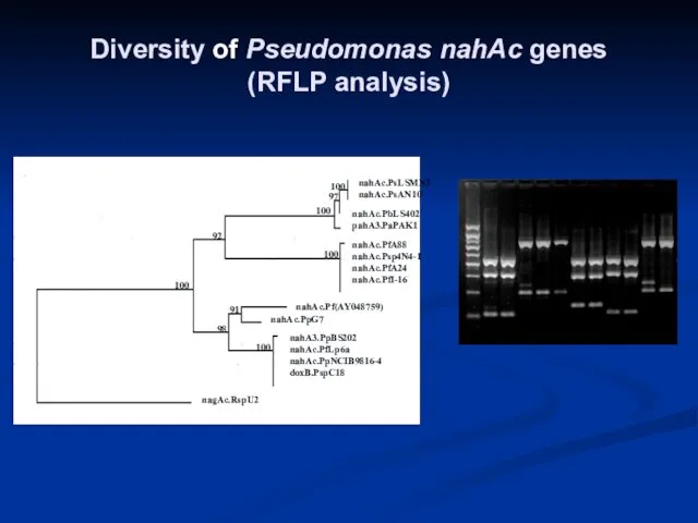 Diversity of Pseudomonas nahAc genes (RFLP analysis)