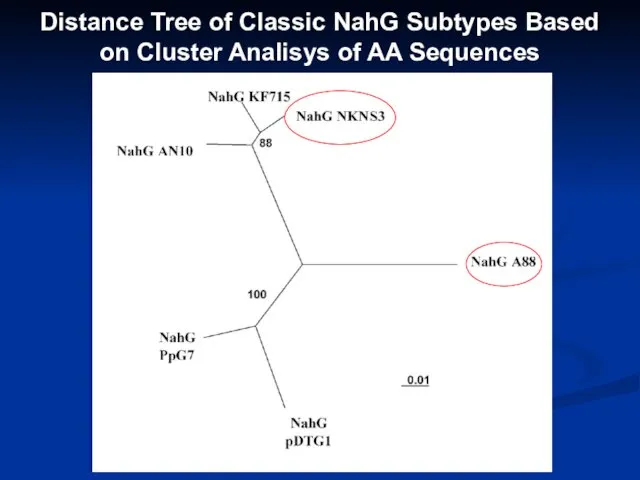 Distance Tree of Classic NahG Subtypes Based on Cluster Analisys of AA Sequences