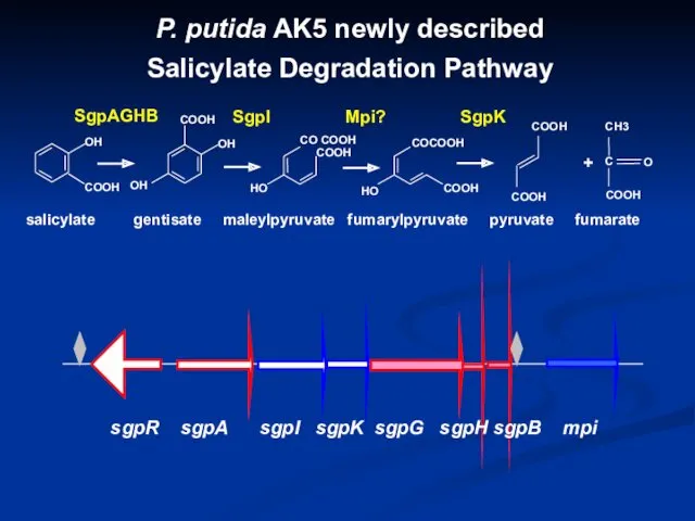 SgpI Mpi? SgpK + OH COOH salicylate gentisate maleylpyruvate fumarylpyruvate