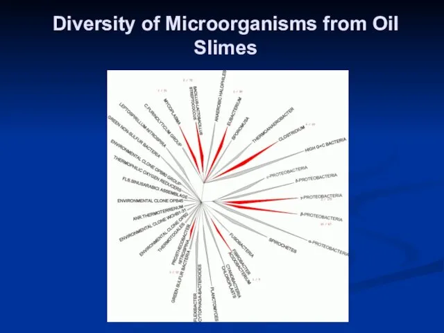 Diversity of Microorganisms from Oil Slimes