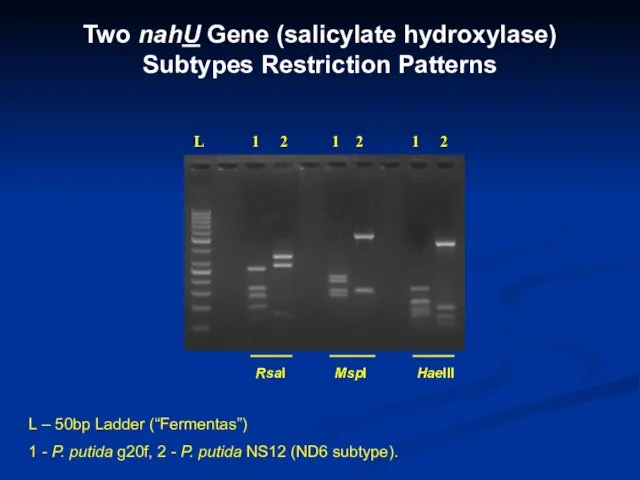 Two nahU Gene (salicylate hydroxylase) Subtypes Restriction Patterns L –