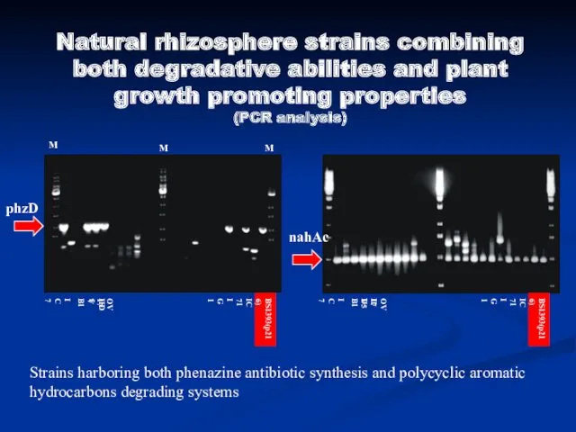 Natural rhizosphere strains combining both degradative abilities and plant growth