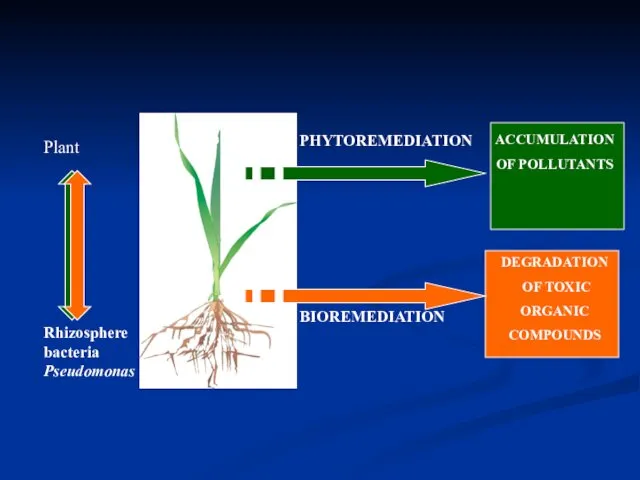 Plant PHYTOREMEDIATION BIOREMEDIATION Rhizosphere bacteria Pseudomonas DEGRADATION OF TOXIC ORGANIC COMPOUNDS ACCUMULATION OF POLLUTANTS