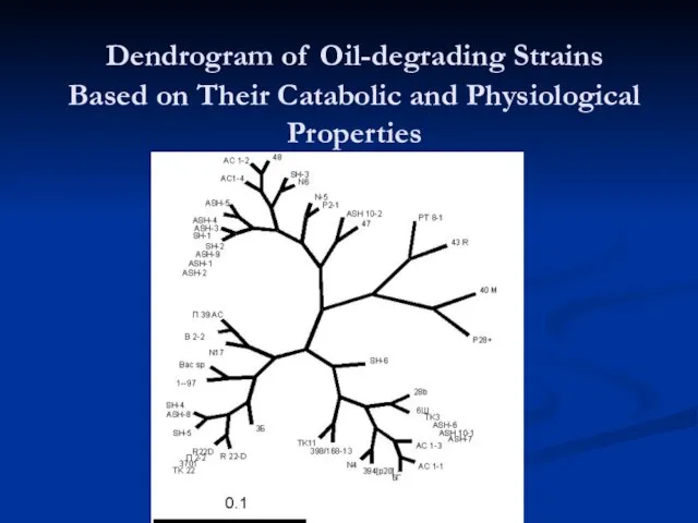 Dendrogram of Oil-degrading Strains Based on Their Catabolic and Physiological Properties