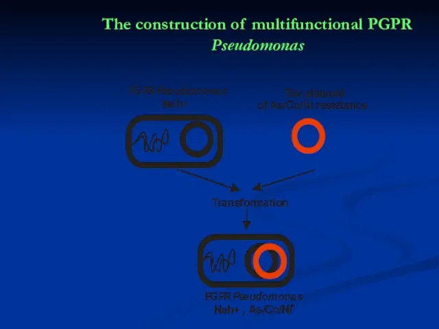 The construction of multifunctional PGPR Pseudomonas