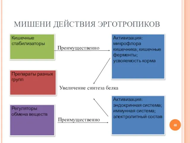 МИШЕНИ ДЕЙСТВИЯ ЭРГОТРОПИКОВ Преимущественно Увеличение синтеза белка Преимущественно Кишечные стабилизаторы