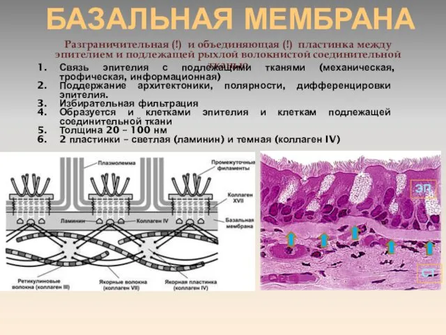 БАЗАЛЬНАЯ МЕМБРАНА Разграничительная (!) и объединяющая (!) пластинка между эпителием