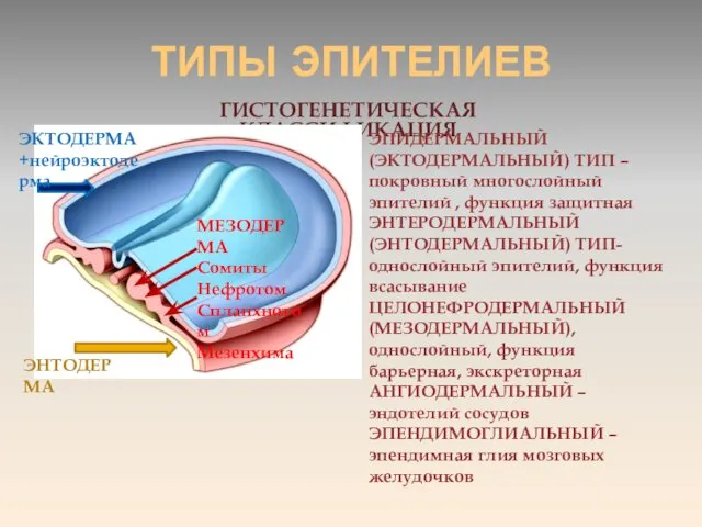 ТИПЫ ЭПИТЕЛИЕВ ГИСТОГЕНЕТИЧЕСКАЯ КЛАССИФИКАЦИЯ ЭПИДЕРМАЛЬНЫЙ (ЭКТОДЕРМАЛЬНЫЙ) ТИП – покровный многослойный