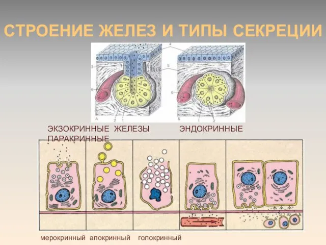 СТРОЕНИЕ ЖЕЛЕЗ И ТИПЫ СЕКРЕЦИИ