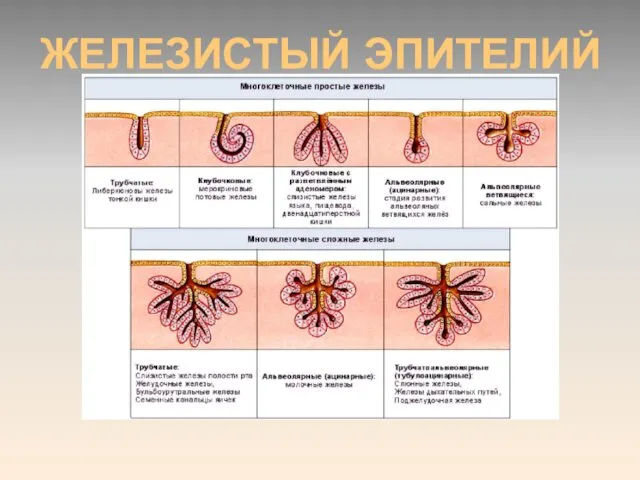 ЖЕЛЕЗИСТЫЙ ЭПИТЕЛИЙ