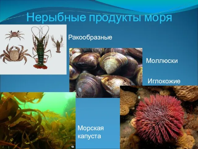 Нерыбные продукты моря Ракообразные Моллюски Морская капуста Иглокожие
