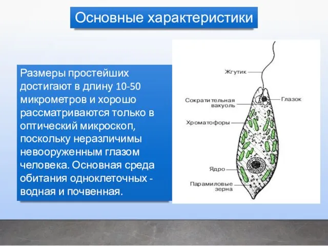 Размеры простейших достигают в длину 10-50 микрометров и хорошо рассматриваются