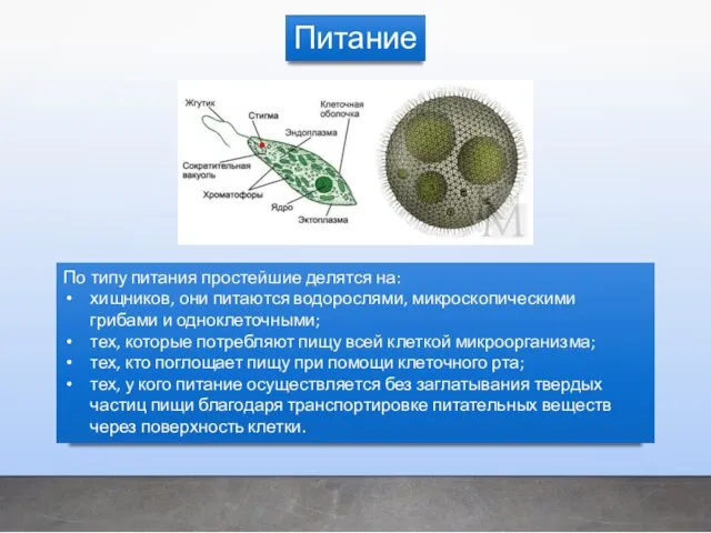 По типу питания простейшие делятся на: хищников, они питаются водорослями,